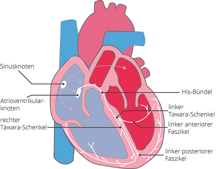 Ableitungssystem des Herzens